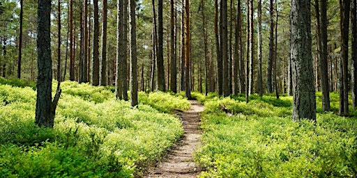 Forest Bathing in Autumn | Wellbeing Wander primary image