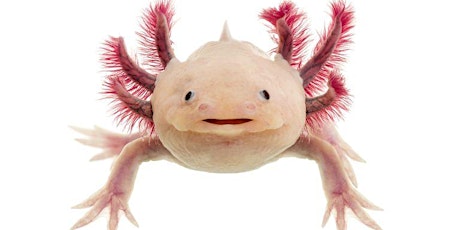 Axing for Axolotls  primary image