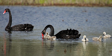 Image principale de Breakfast With the Birds