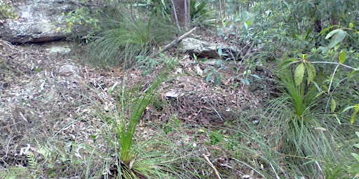 Image principale de Seed Collecting - Savilles Creek - 8 January