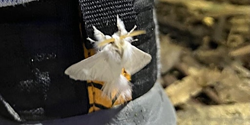 Imagem principal de City Nature Challenge: Moth Night with Entomological Society of Victoria