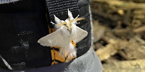 City Nature Challenge: Moth Night with Entomological Society of Victoria