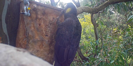 City Nature Challenge: Birdwatching for Beginners Walk primary image