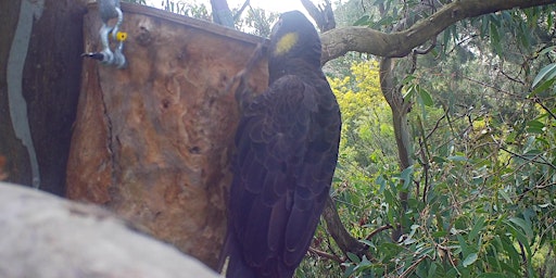 Imagem principal do evento City Nature Challenge: Birdwatching for Beginners Walk