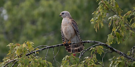 Guided Birding Walk primary image