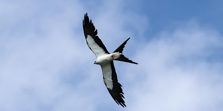 Image principale de Guided Birding Walk