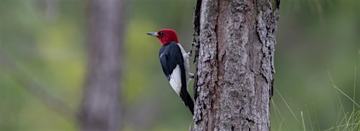 Imagen de colección para  Guided Birding Walks