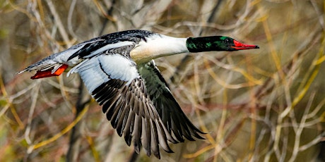 Birding at Wilson Springs Pond
