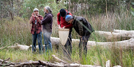 Bendigo Creek Spring Waterbug Survey primary image