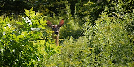 Primaire afbeelding van Nature Photography Walk - Ravine Days