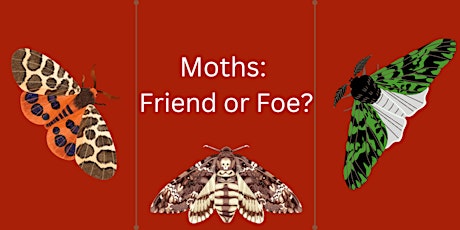 Imagen principal de Moths: Friend or Foe?