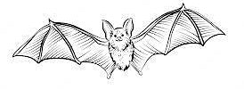 Collection image for Bat Walk at Headstone Manor Park