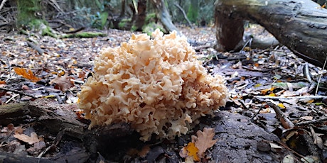 Fungi Identification and Foraging Foray 10/11/2024