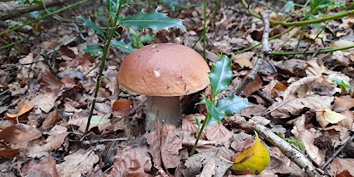 Primaire afbeelding van Fungi Identification and Foraging Foray 27/10/2024