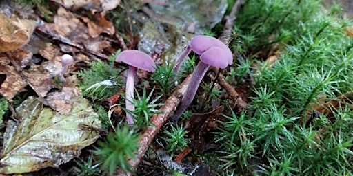 Primaire afbeelding van Fungi Identification and Foraging Foray 20/10/2024