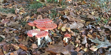 Fungi Walk at Farnham Woods primary image