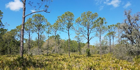 Primaire afbeelding van Native Plant Hike at the Florida Botanical Gardens