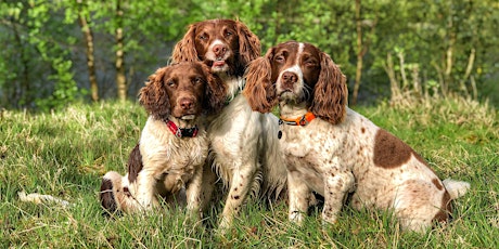 Ruffwear Ramble charity dog walk with Max Paddy and Harry