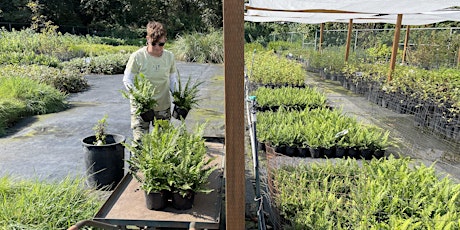 Primaire afbeelding van Volunteer: KCD Native Plant Nursery