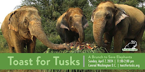 Toast for Tusks primary image