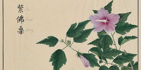 Between art and science: British and Chinese 'hybrid' botanic art in 18th century Canton primary image