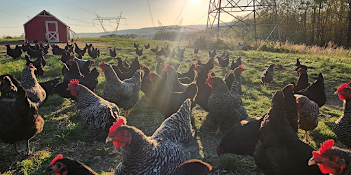 Immagine principale di Mother's Day Barnyard Brunch 