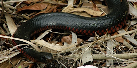 Snake Safety and Behaviour primary image