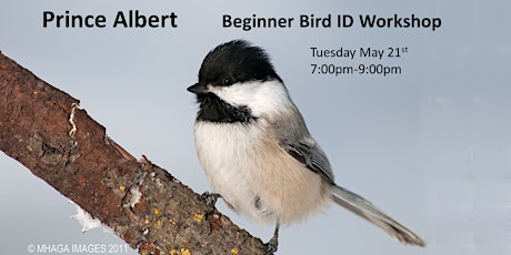 Prince Albert - Beginner Bird ID Workshop primary image