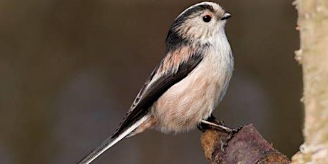 Primaire afbeelding van Autumn Birdwatching Walk