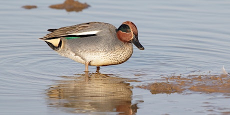 Winter Wildfowl ID course primary image