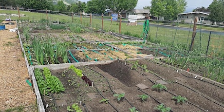 Plymouth Community Garden 2024