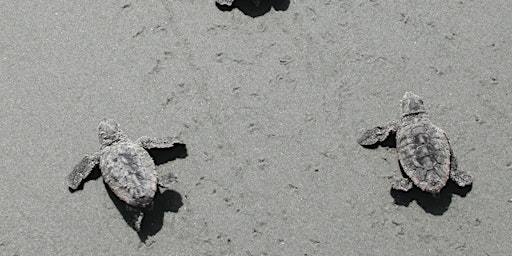 Ossabaw Loggerhead Turtles day trip: Sat Aug 24 or Sun. Aug 25, 2024