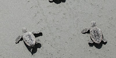 Ossabaw Loggerhead Turtles day trip: Sat Aug 24 or Sun. Aug 25, 2024 primary image