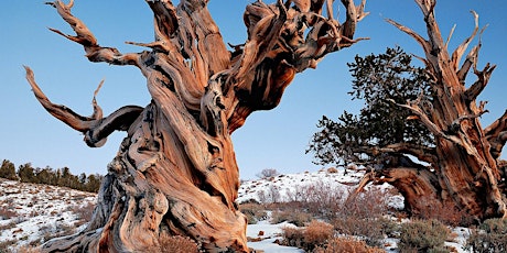 Hauptbild für Chronodiversity: Thinking about Time with Trees