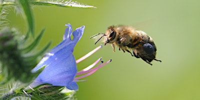 Hauptbild für Responsible Beginners' Beekeeping