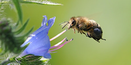 Responsible Beginners' Beekeeping  primärbild