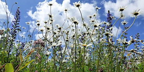 Wildflower seed bombs - help us make a rooftop meadow primary image