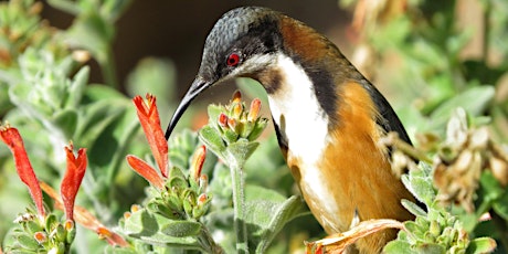 Winter Bird Walk With Carol Probets  primary image