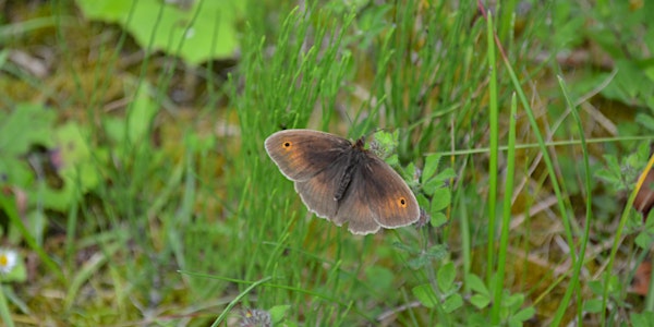 Butterfly Monitoring Workshop