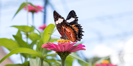 Parks for Pollinators BioBlitz primary image