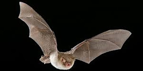 Bat Walk & Talk primary image