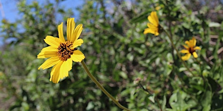 Guided Wildflower & Native Plant Hike @ Lower Cold Creek Preserve