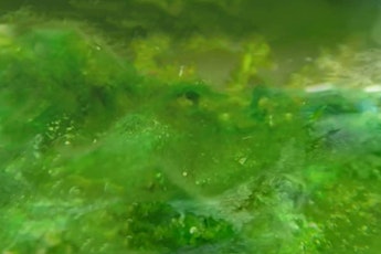 Understanding Cyanobacteria - BLUE GREEN ALGAE Informational Presentation primary image