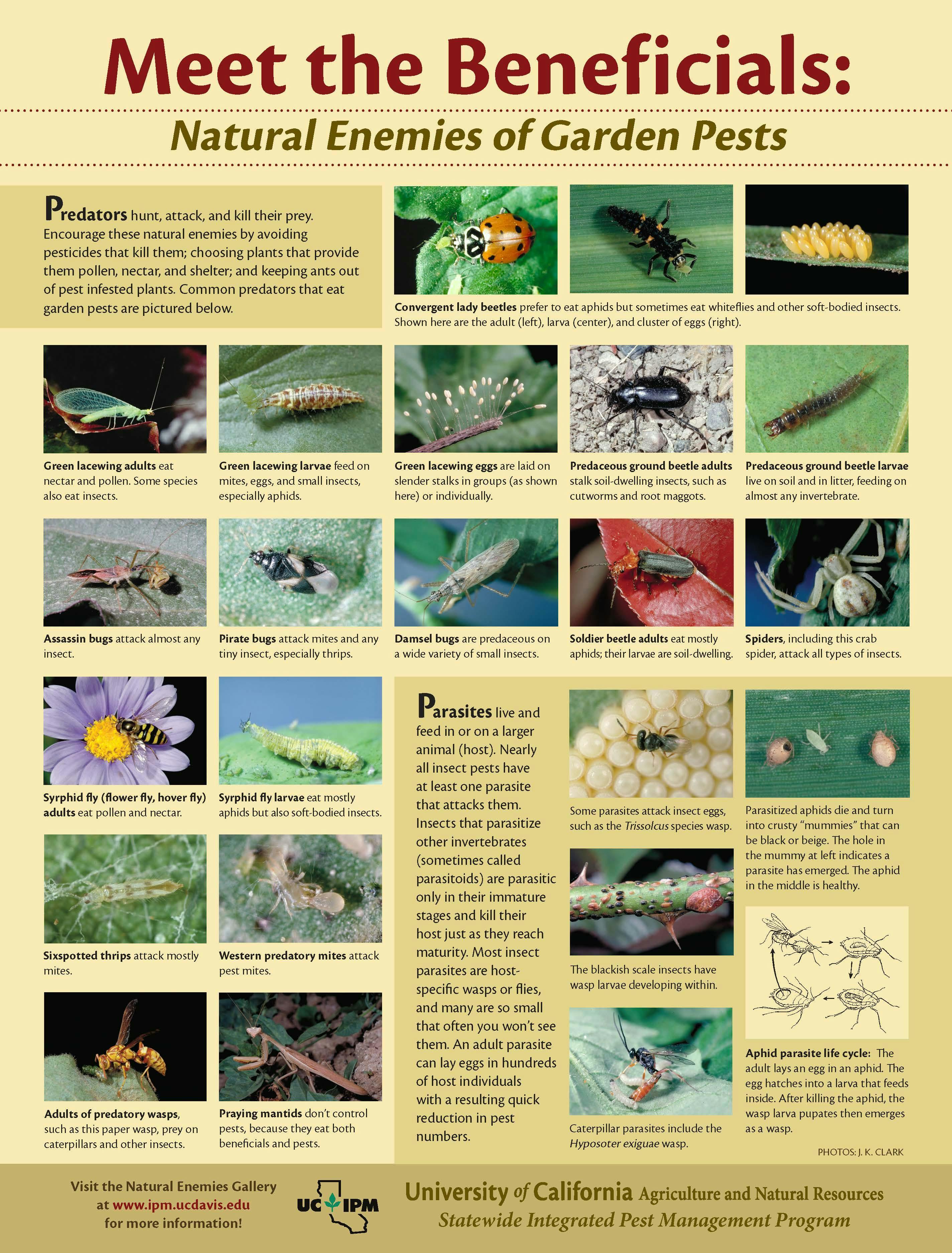 The Good The Bad The Ugly Garden Bugs 20 Jul 2019