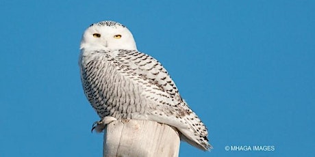 Snowy Owl Photography and Viewing Half Day Tour primary image