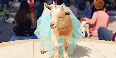 Goat Yoga Richardson!  primärbild