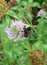 Healing Hedgerows for Humans and Bees: Seasonal wild foraging primary image