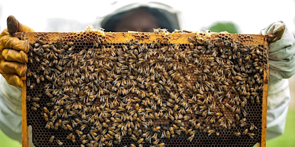 Bee Curious Workshop - People, Plants, Pollinators