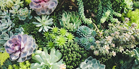 Members Only: Succulents 101 primary image