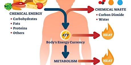 Imagen principal de Tik Tock Live: Understanding the basics of metabolism